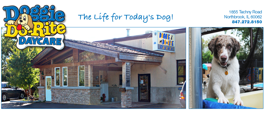 About Doggie Do-Rite Daycare