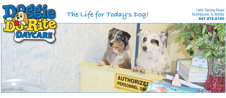 Doggie Do-Rite Daycare | Registration